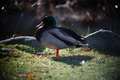 A duck's life Stock Photos