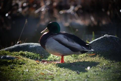 A duck's life Stock Photos