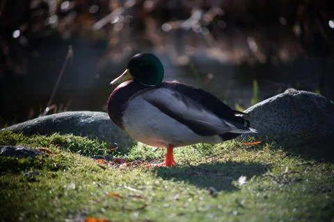 A duck's life Stock Photos