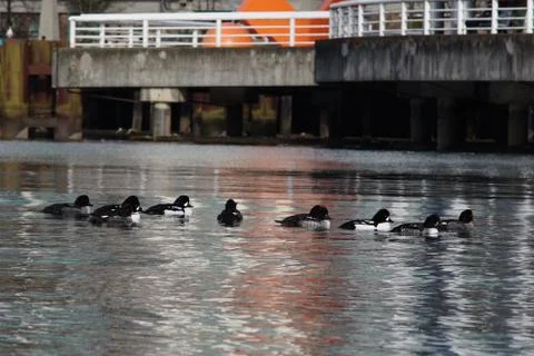 A duck's life Stock Photos