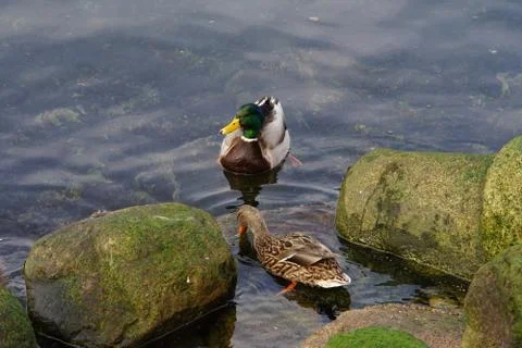 A duck's life Stock Photos