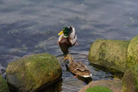 A duck's life Stock Photos