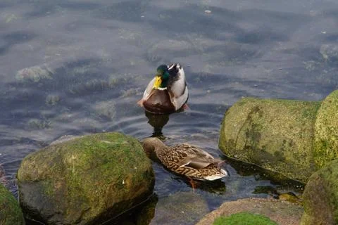 A duck's life Stock Photos