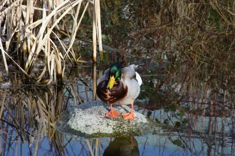 A duck's life Stock Photos