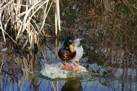 A duck's life Stock Photos