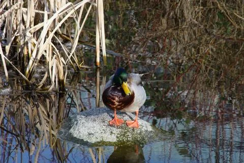 A duck's life Stock Photos