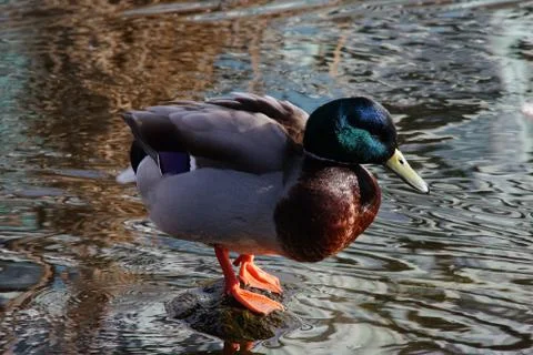 A duck's life Stock Photos