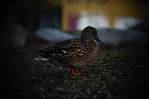 A duck's life Stock Photos