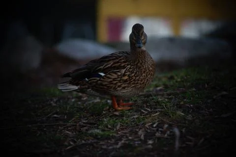 A duck's life Stock Photos