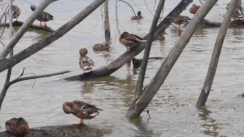Ducks on limbs Stock-Footage 95658277