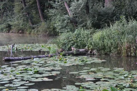Ducks on a log Foto stock