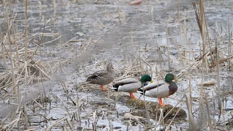 Ducks on a log in winter 4K Stock Footage 103098463