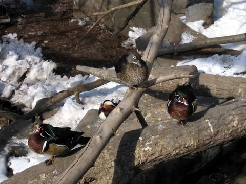 Ducks on logs Stock Photos