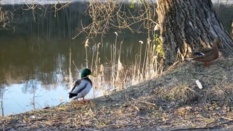 Ducks look into cam Stock Footage 139721811