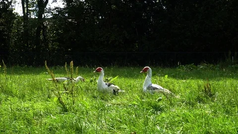Ducks looking around and eating grass (4k) Video stock 79167185