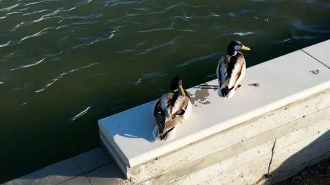 Ducks looking Around on Water Fall Ledge Stock Photos