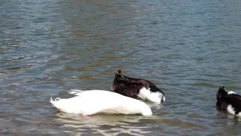 Ducks looking for food close-up Stock Footage 238866581