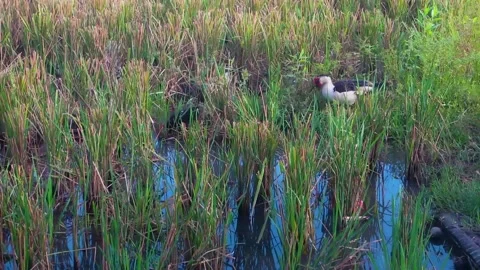 Ducks looking for food in the fields Stock Footage 197375438
