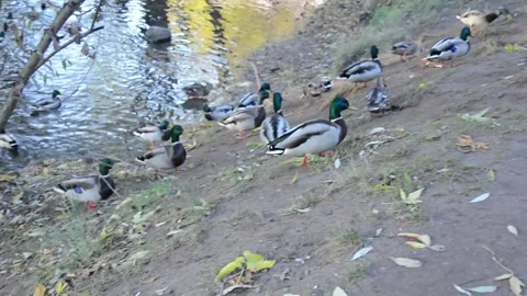 Ducks looking for food Stock Footage 162692499