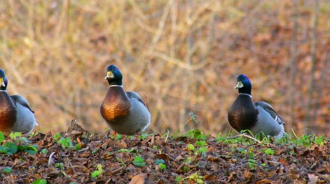 Ducks looking for food in grass 스톡 동영상 36466610