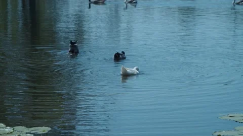 Ducks looking for food in lake Stock Footage 196295016