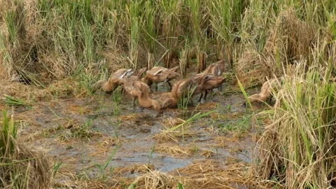 Ducks looking for food in the rice fields Stock Footage 276339372