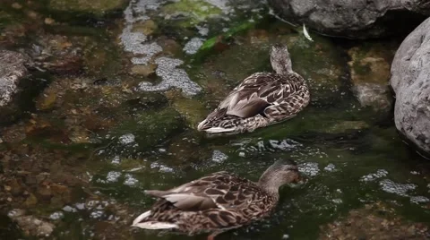 Ducks Looking for Food in a Stream Stock Footage 40401224