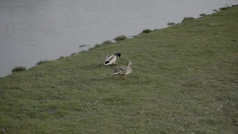 Ducks Looking for Seeds in the Grass by a River Stock Footage 203918405