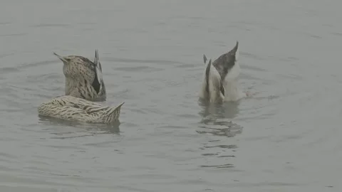 Ducks looking for some things underwater in the river Stock Footage 277839781
