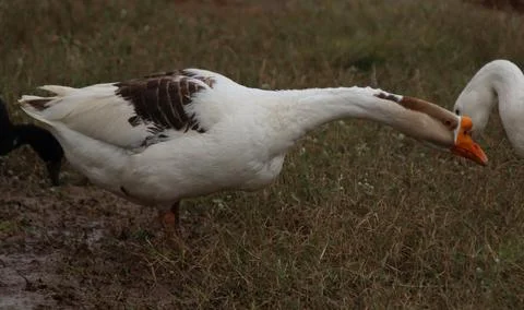 Ducks looking for worms in the green grass Stock Photos