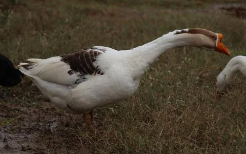 Ducks looking for worms in the green grass Stock-Fotos