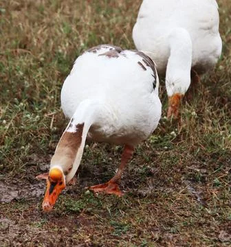 Ducks looking for worms in the green grass Stock-Fotos