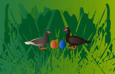 Ducks in love Stock Illustration