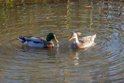 Ducks in love Stock Photos