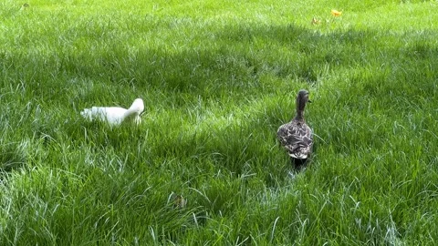 Ducks in Lush Spring Grass Stock Footage 288075943