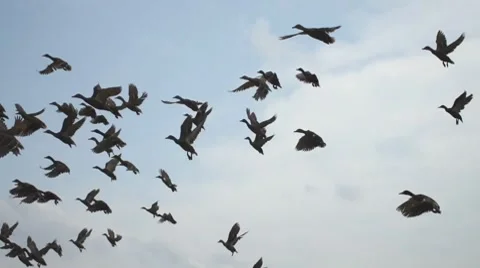 Ducks Mallard Flock Stock-Footage 7359315