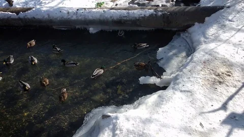 Ducks mallard winter Stock Footage 87185393