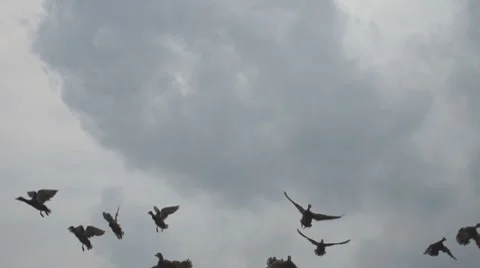 Ducks Mallards Flying Video stock 7362032