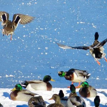 Ducks, Mallards on Ice Foto stock