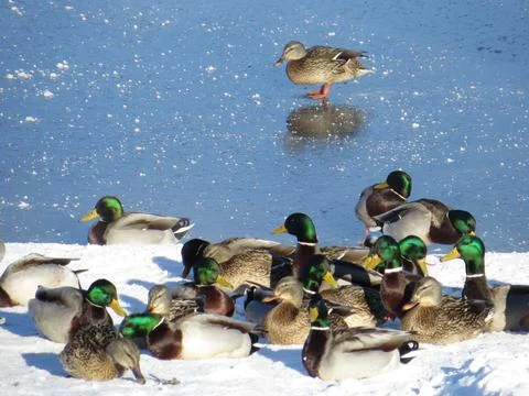 Ducks, Mallards on Ice Stock Photos