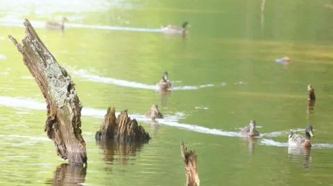 Ducks Mallards Log Stock Footage 7140303