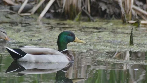 Ducks In A Marsh Видео 131678908