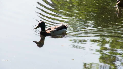 Ducks in the Marsh Pond HD Stock Footage 341951730