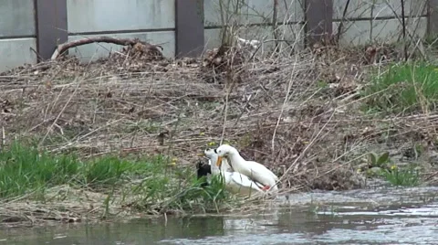 Ducks mating Stock Footage 2895384
