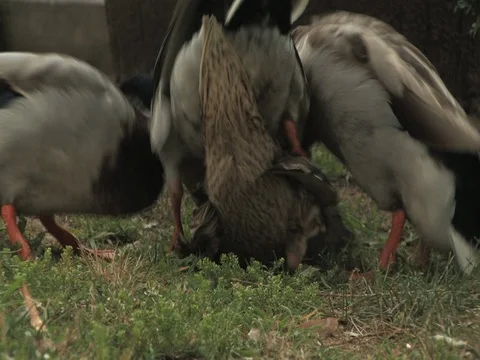 Ducks Mating Stock Footage 128714716
