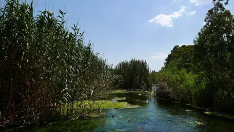Ducks at Mediterranean Rivers Stock Footage 85204010