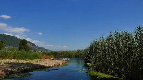 Ducks at Mediterranean Rivers Stock Footage 88644540