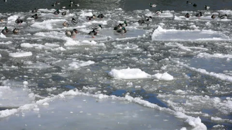 Ducks-on melting river ice Stock Footage 36302942