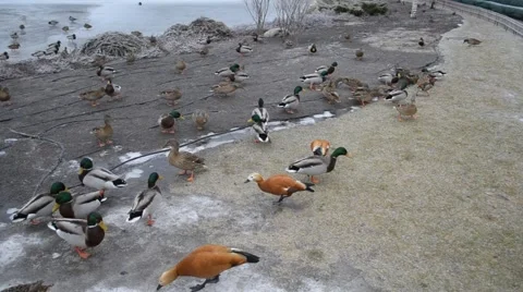 Ducks in Mezhyhirya Stock Footage 46011707