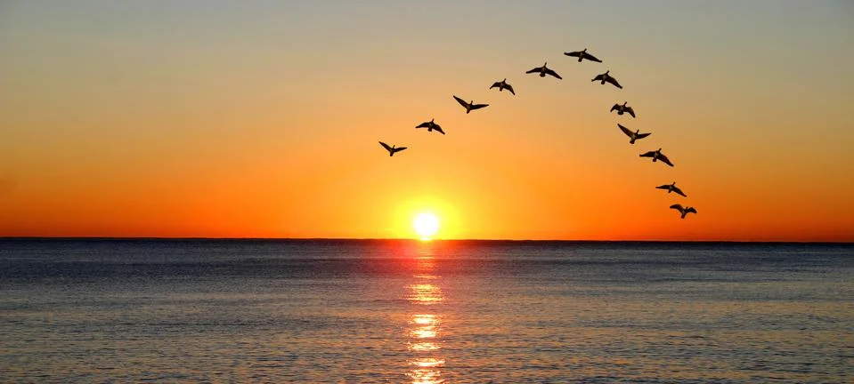 Ducks migrating during sunset over the ocean Stock Photos
